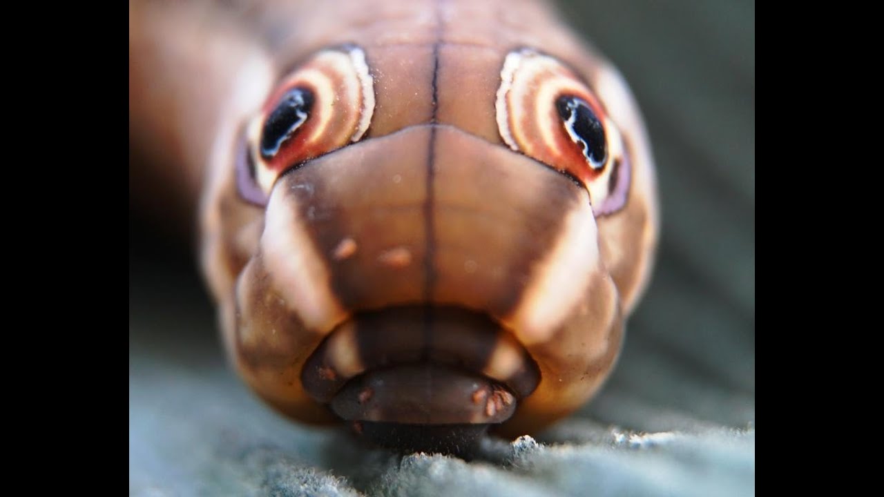 Caterpillar Sphinx Moth /Oruga Alevilla Esfinge (Xylophanes tersa)