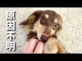 【緊急事態】愛犬の顔が急に腫れ上がりました