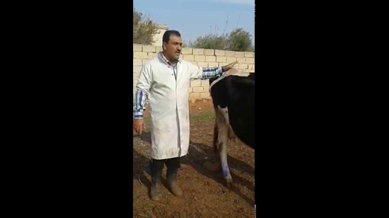 جدري الابقار