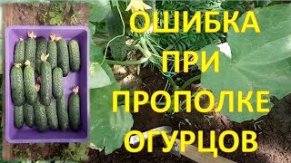 НЕ РЫХЛИТЕ ЗЕМЛЮ ПОД ОГУРЦАМИ ПОКА НЕ ПОСМОТРИТЕ ЭТО ВИДЕО!!! Выращивание огурцов. Как полоть огурцы