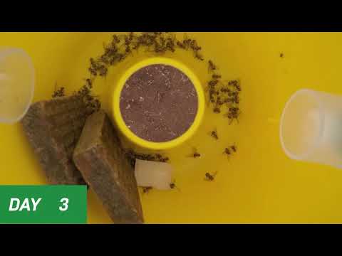 Video: Vurdering Af Bakteriens Samfundsstruktur På Tværs Af Livsfasen Af den Kinesiske Citrusflue, Bactrocera Minax (Diptera: Tephritidae)