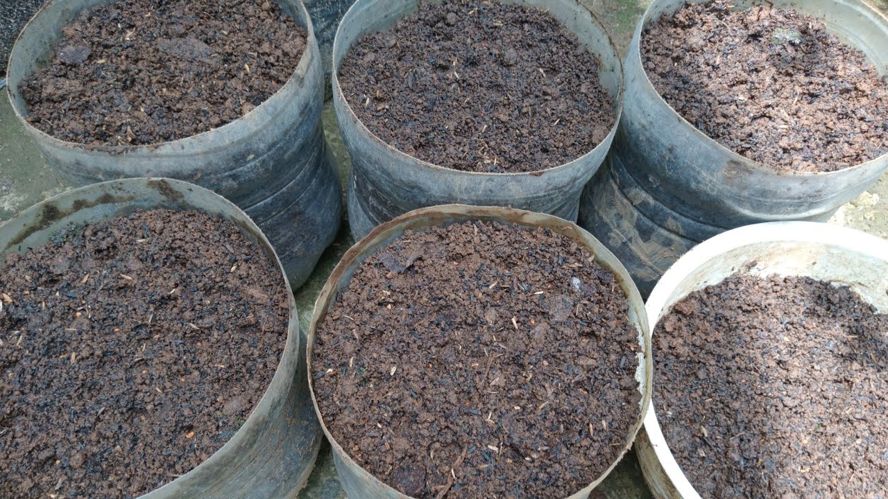 Menyemai Biji Kangkung Titan #kangkung 