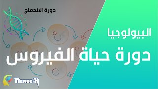 دورة حياة الفيروس || Virus Life Cycle