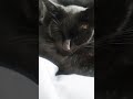 #cat mein Kater