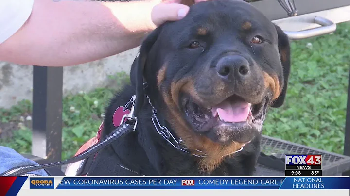 Topeka VA worker says service dog was wrongfully banned from coming to work