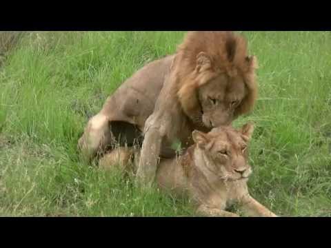 Lions Mating (Twice - Watch to the end!): Sex Education Lesson from Mala Mala, South Africa