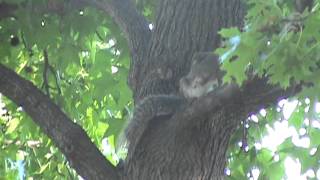 Ethogram Footage for an Eastern Grey Squirrel