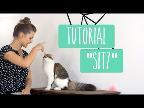 Video: Wie Man Katzen Das Trainieren Beibringt
