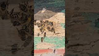 wild bees #beekeeping #pollen #kashmirvalley #nature @BeekeepersKashmir