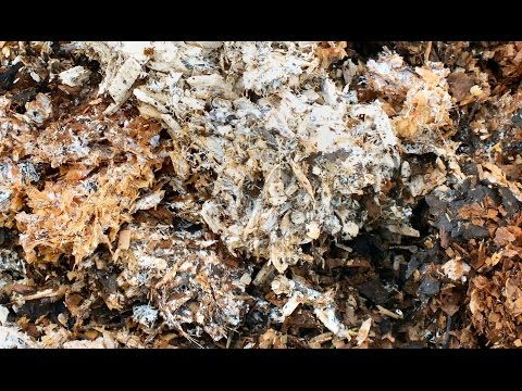 Video: Je, unakuaje fangasi wa mycorrhizal?