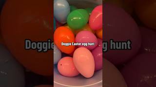 Exclusive Happy Easter! How do you celebrate Easter with your dog? 🐰 Details