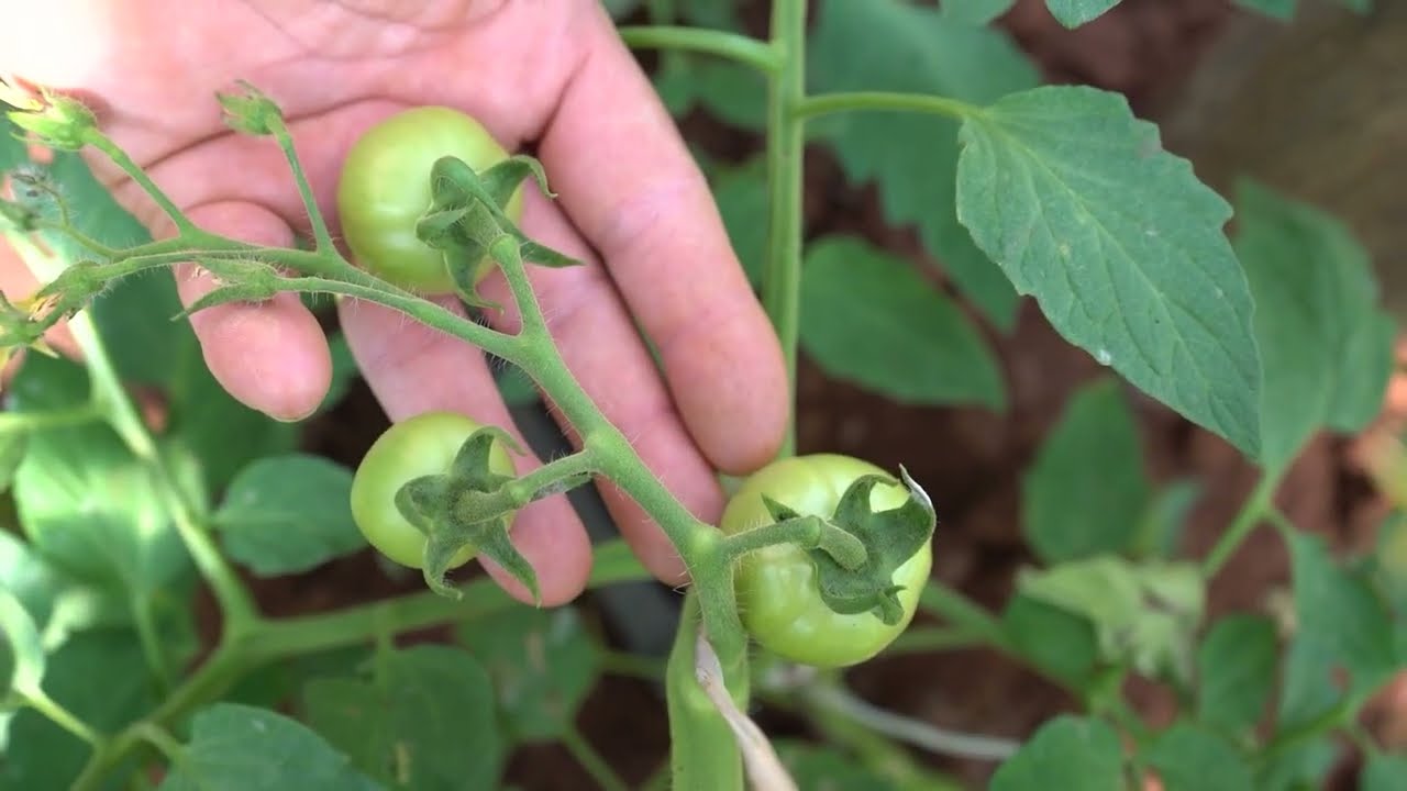 Dicas práticas para podar o pé de tomate!