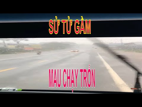 Video Đào thoát chạy trốn khỏi tiếng sư tử gầm thét trong... - youtube