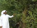 نبات الغَرَب (الصفصاف)