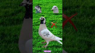 Sab Nabiyou se ala. #islamic #emotional #birds