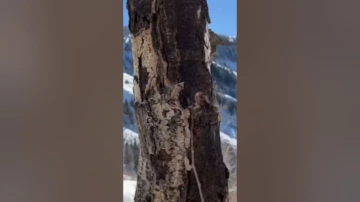 2022 Utah general deer