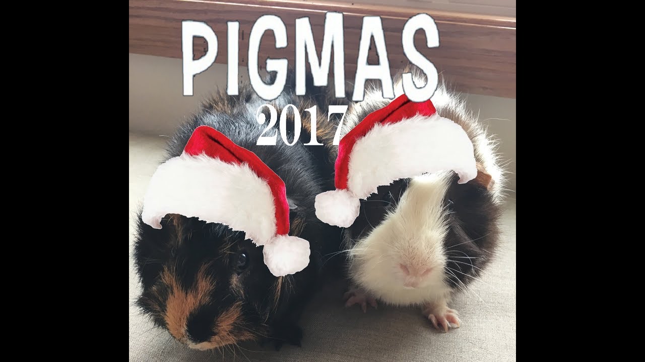 Pigmas Vlog 2017