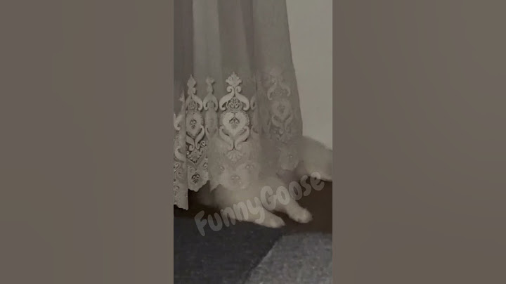 🤣Funny Cat-Terminator T-800 #shorts #tiktok