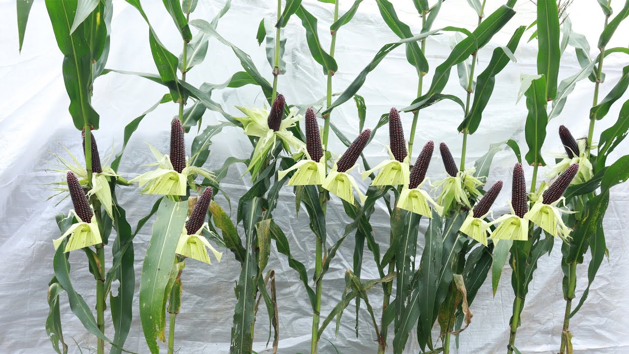 Большие сладкие плоды - Способ выращивания черной кукурузы на террасе