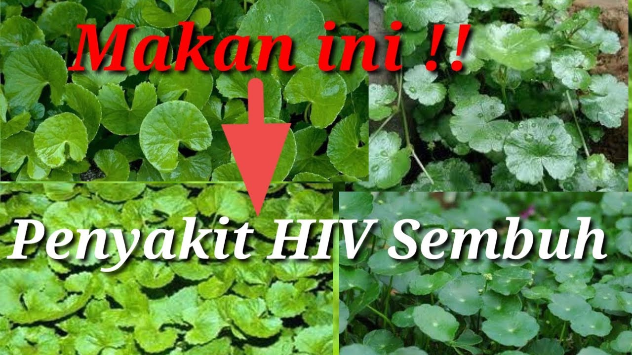 Obat anti-HIV |manfaat dan khasiat Daun pegagan atau kaki kuda 