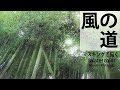 水彩で"竹林"の風を描く。How to paint. Watercolor 描き方　水彩画　Masato Watanabe