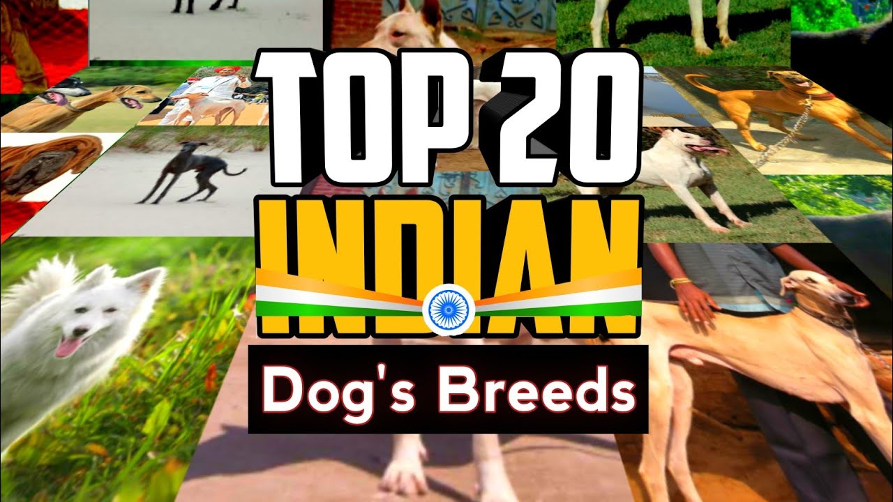 TOP 20 INDIAN DOG BREEDS 🐶💥|| भारतीय कुत्तों की नस्ल जो विदेशी कुत्तों
