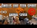 Nirvana Smells Like Teen Spirit Animal Cover REUPLOAD