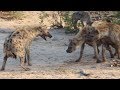 Hyenas Fight for Food