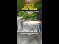 Want to enjoy delicious food anytime, anywhere? #outdoorcooking#stove #stainlesssteelcookware