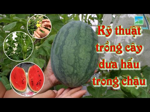 Video KỸ THUẬT TRỒNG DƯA HẤU TRONG CHẬU (ĐƠN GIẢN, DỄ THỰC... - youtube