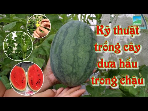 Video: Trồng dưa hấu trên cánh đồng: công nghệ, tính năng và khuyến nghị