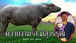 EP.44 คอกควายเงินล้าน รวมควายใหญ่ สายอุทัย เสี่ยเบิร์ด ส มีสุวรรณ 100% (Buffalo)