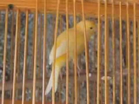 Kenari Lokal Kuning Belajar Bunyi 2 Youtube