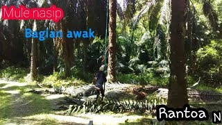 Mule nasip bagian awak