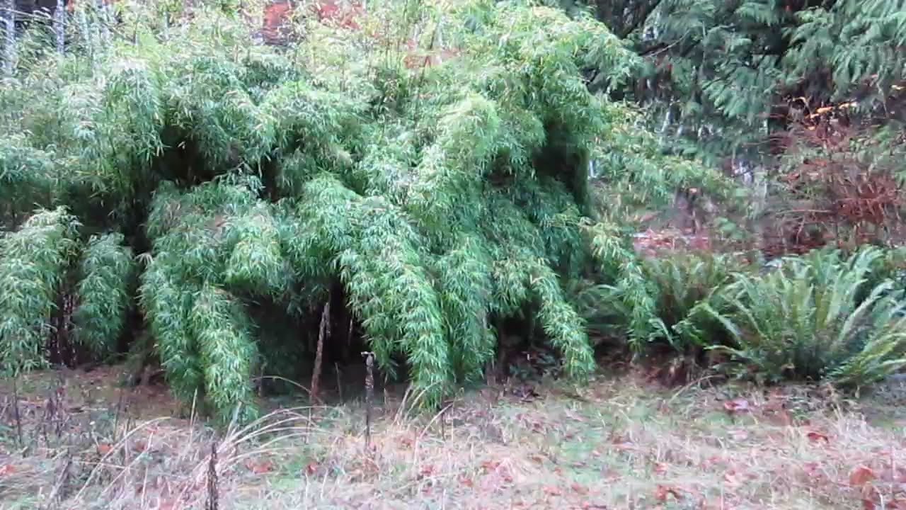 Что представляют собой пальмы Trachycarpus fortunei var. swampsonii?