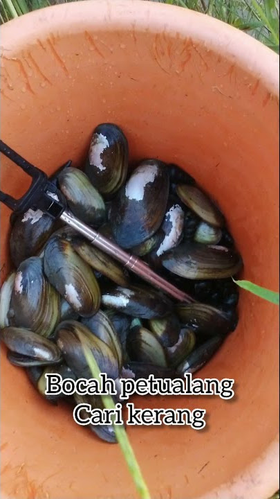 bocah petualang lagi cari kerang , hasil nya mantap.