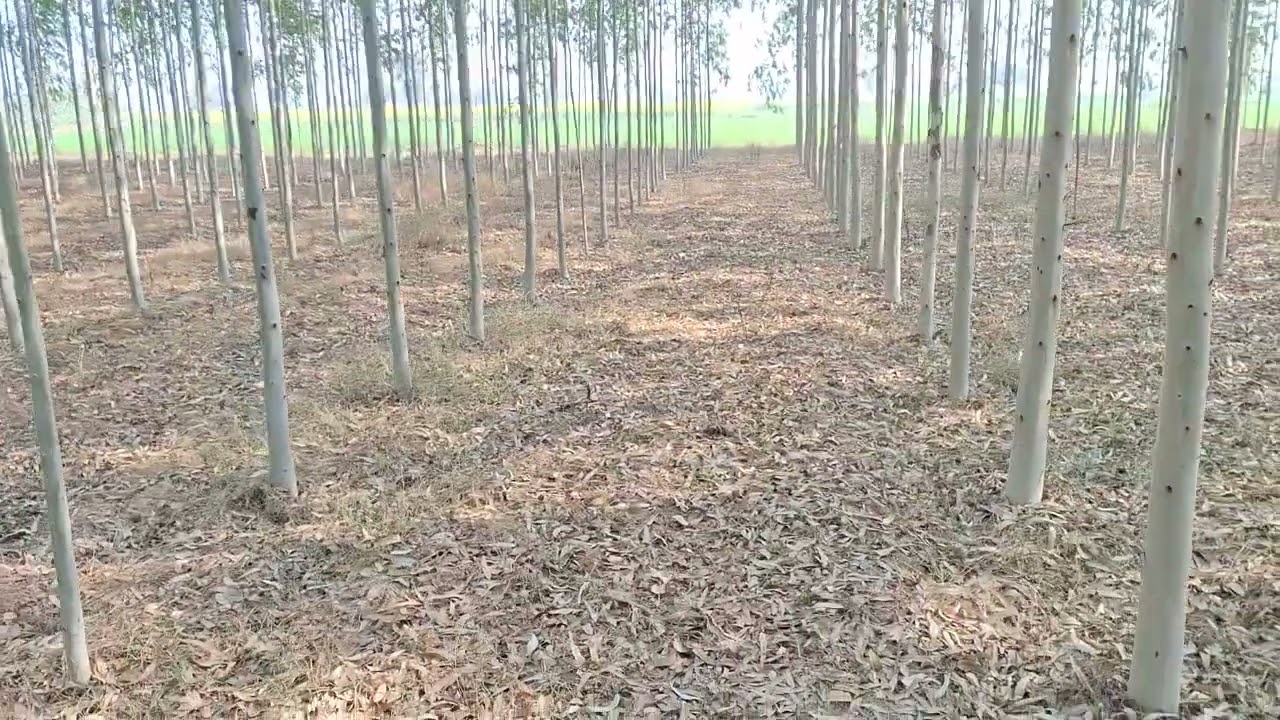 Santosh Rajput nursery P23 9311534816 DEVCHARA 