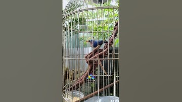 Rambatan Paruh Merah Betina nembak Rapet