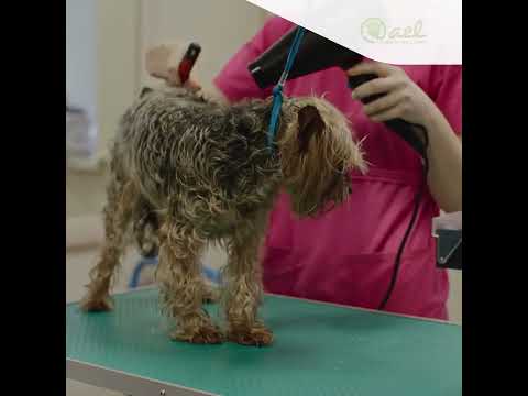 Vidéo: Comment choisir une table de toilettage pour chien qui convient à vos besoins