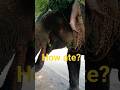 meal mesmerized #viralvideo #ganeshchaturthi #ganesh #ayodhya #explore #shorts #1million #prize