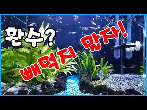 어항환수 빼먹지 말자! 쉽게 따라하는 구피 어항 청소 방법 [TnyTV]