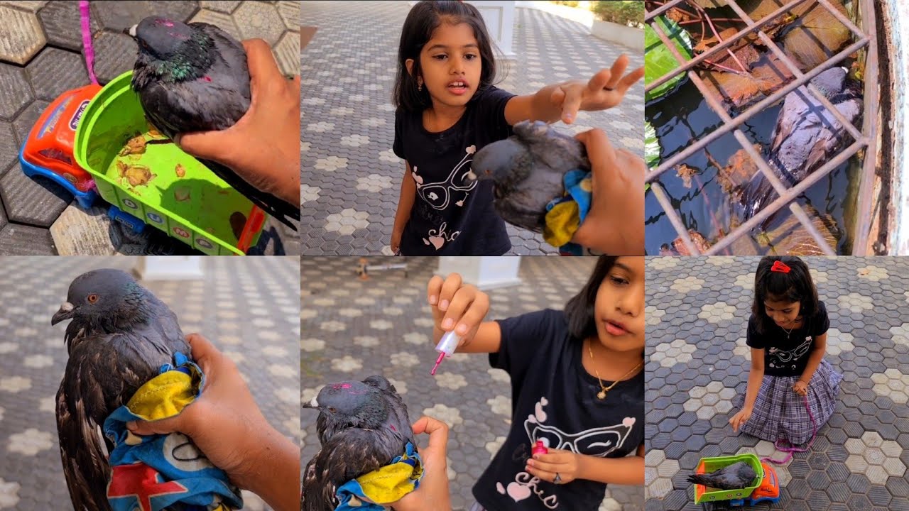 വെള്ളത്തിൽ വീണ #പ്രാവിനെ വീണ്ടും രക്ഷിക്കുന്നതിന് ഇടയിൽ എന്റെ കൈക്ക് ശരിക്കും പണികിട്ടി #കൈവേദനിച്ചു