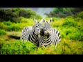 Kruger Park nature sounds | Skukuza Rest Camp, KNP, South Africa | African safari sounds 🌍103