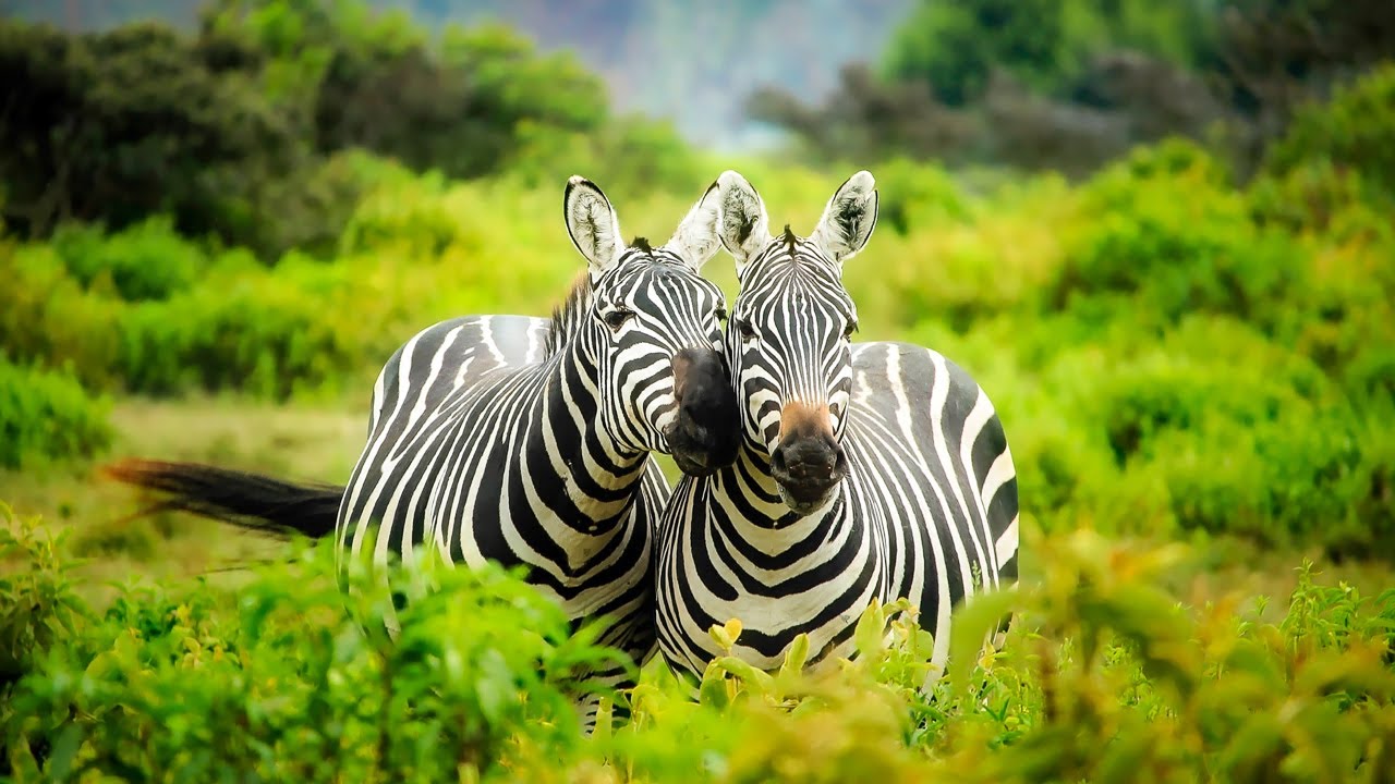 Kruger Park Nature Sounds Skukuza Rest Camp Knp South Africa African Safari Sounds 103 Youtube