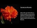 LA CALENDULA. Plantas medicinales