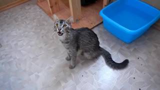Песня Бенгальской кошки F1 (Song of bengal cat F1) Песня Бенгальской кошки F1 (Song of bengal cat F1)