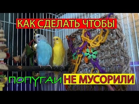 Видео: Информация за пера от папагали - Съвети за отглеждане на растения от пера от папагали