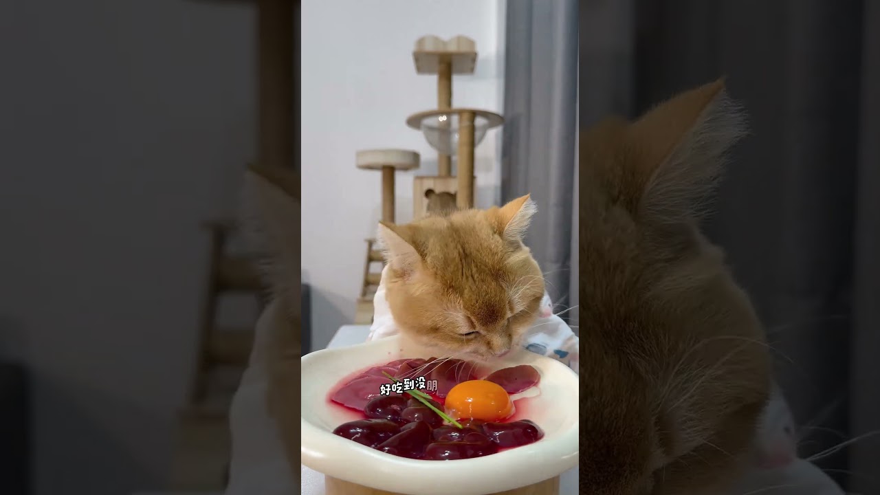 cat eat meatslices 🥩🥚🍳|cat eating sliced meat 🐓| ASMR cat mukbang 