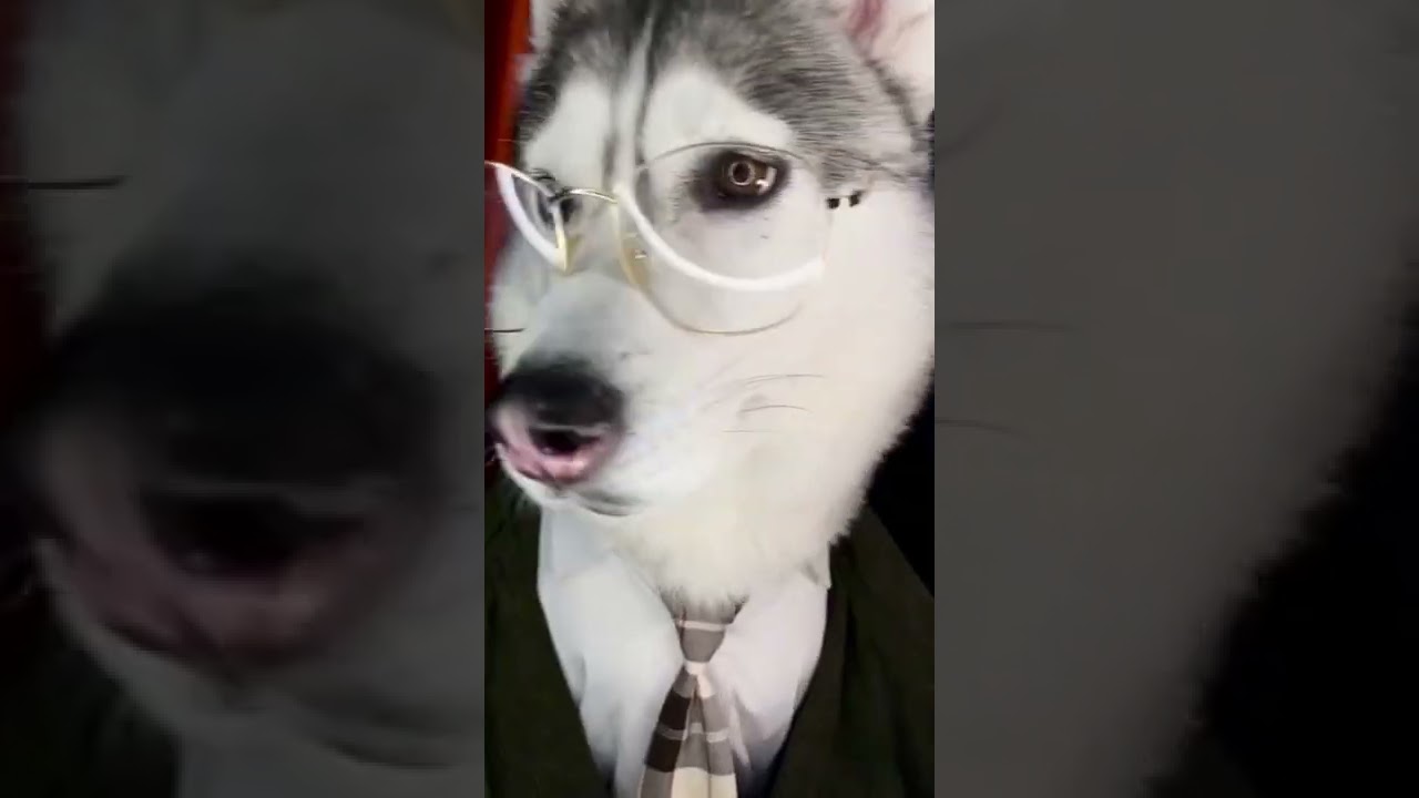 ХАСКИ В ТРЕНДЕ