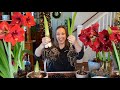 My Amaryllis Passion Grows! How to Plant, Propagate, &amp; Rebloom Amaryllis Bulbs + Cut Amaryllis Tips!